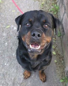 RottieRescueSA